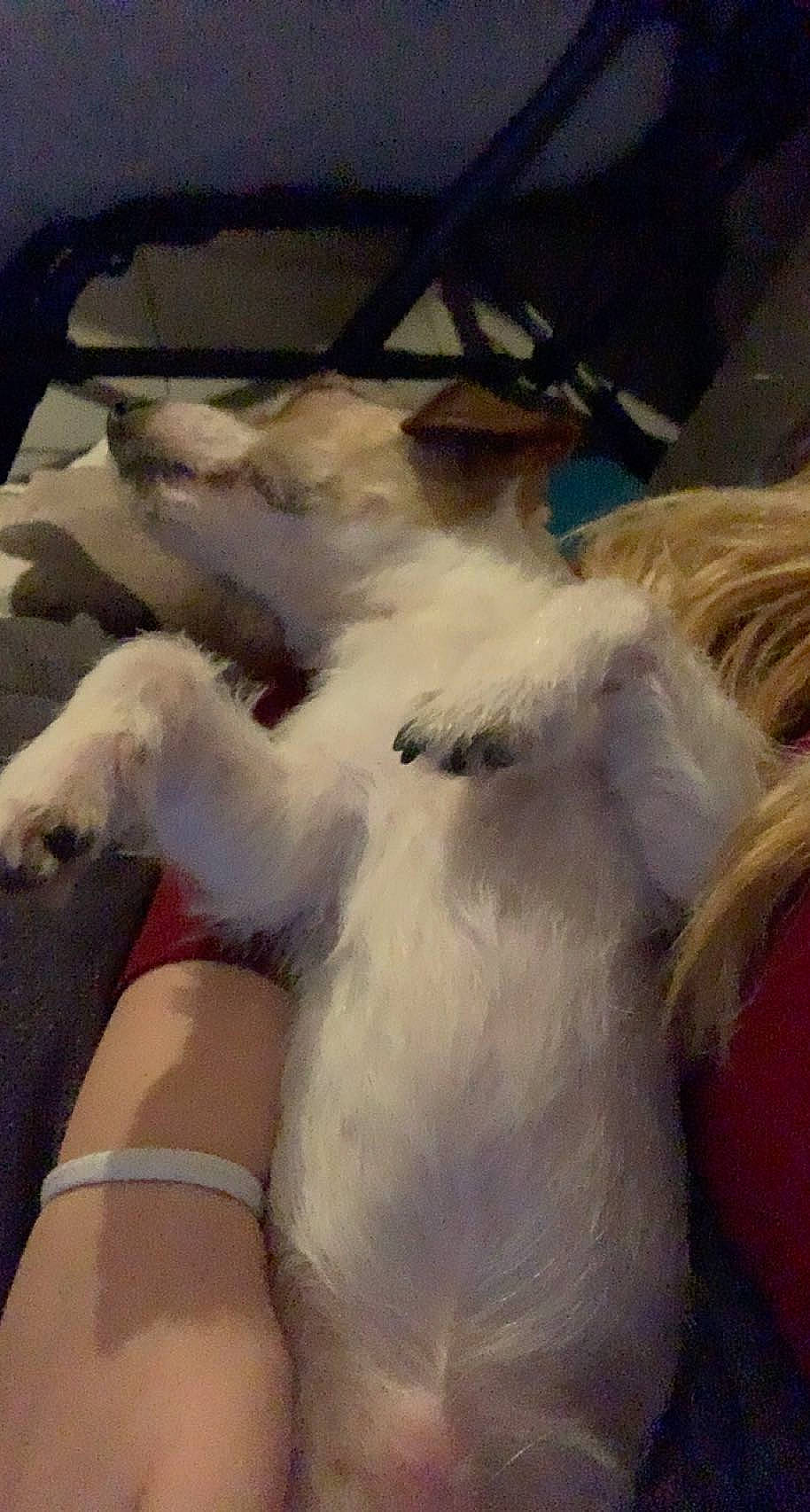 Princesse participe au concours pour gagner de l'argent avec cette photo : automotive_window_part, canidae, companion_dog, dog_breed, fawn, feather, felidae, flesh, fur, mammal, nail, paw, small_to_medium_sized_cats, snout, sporting_group, tail, whiskers, windshield, wing