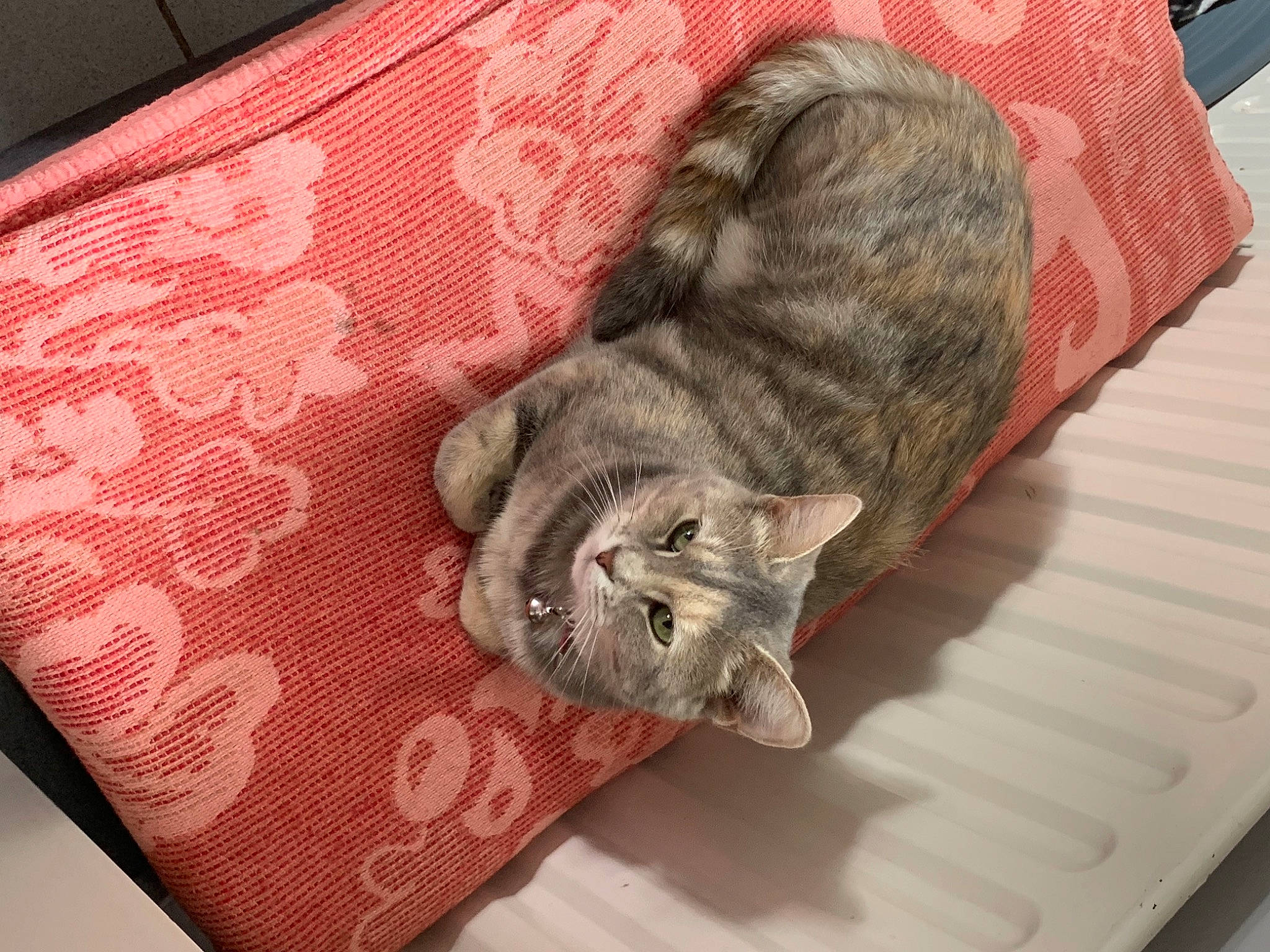 Rose a rejoint le concours — aidez-le/la à gagner de superbes lots ! canidae, carnivore, cat, claw, comfort, couch, domestic_short_haired_cat, felidae, fur, grey, linens, nap, pattern, paw, rectangle, room, small_to_medium_sized_cats, tail, whiskers, wood