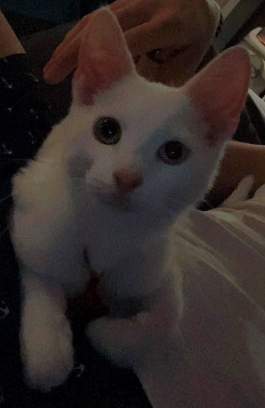 Marie participe au concours pour gagner de l'argent avec cette photo : carnivore, cat, domestic_short_haired_cat, ear, eye, fawn, felidae, fur, head, iris, small_to_medium_sized_cats, snout, tail, terrestrial_animal, whiskers