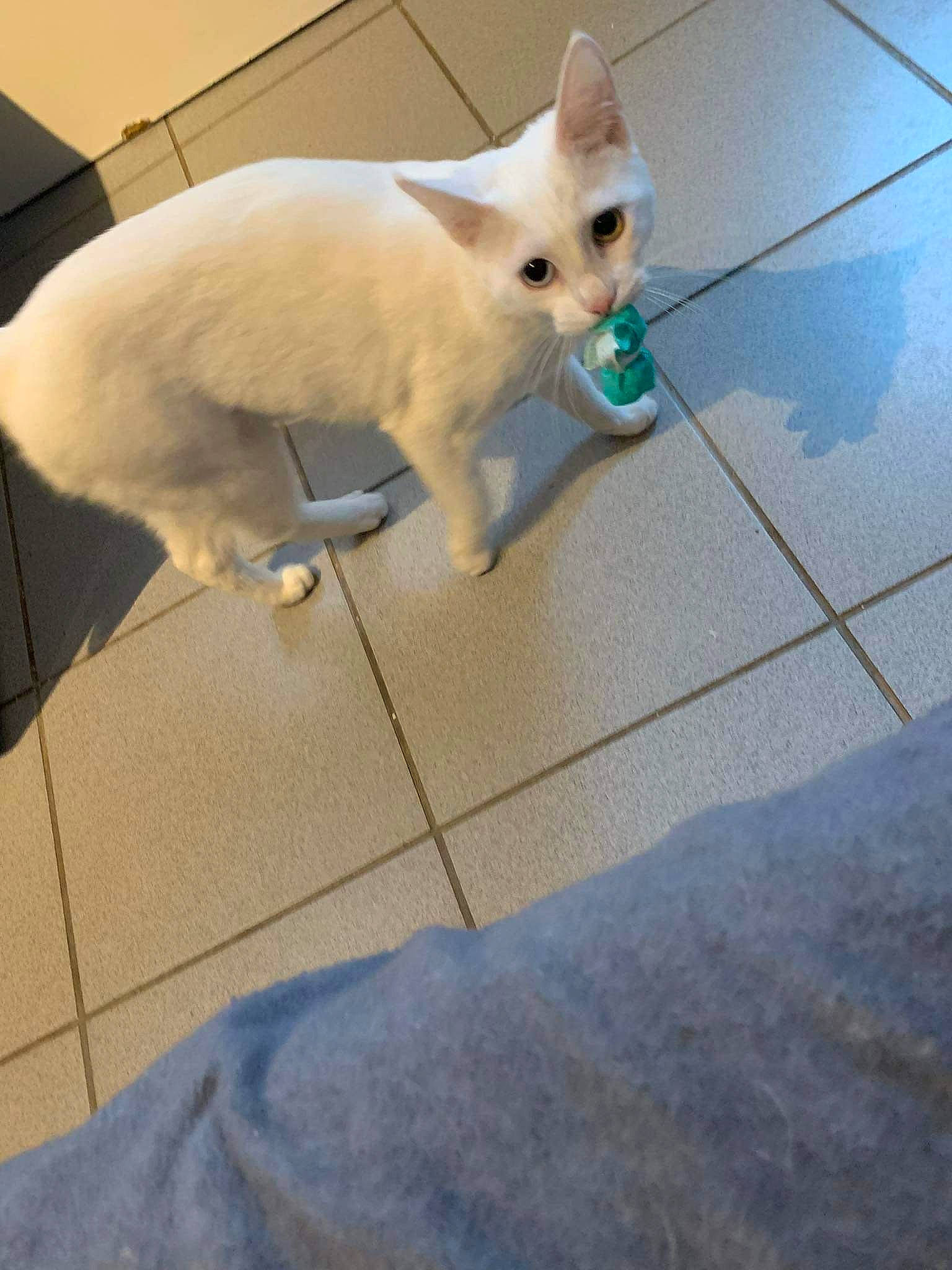 Marie a rejoint le concours — aidez-le/la à gagner de superbes lots ! carnivore, cat, claw, companion_dog, domestic_short_haired_cat, fawn, felidae, floor, flooring, fur, hardwood, metal, paw, road_surface, small_to_medium_sized_cats, snout, tail, tile_flooring, whiskers, wood