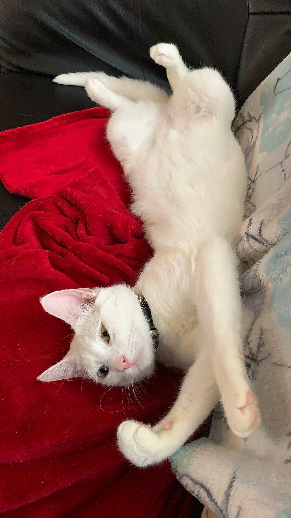 Marie participe au concours pour gagner de l'argent avec cette photo : carmine, carnivore, cat, claw, comfort, companion_dog, domestic_short_haired_cat, fawn, felidae, fur, linens, nap, paw, small_to_medium_sized_cats, snout, tail, whiskers, white