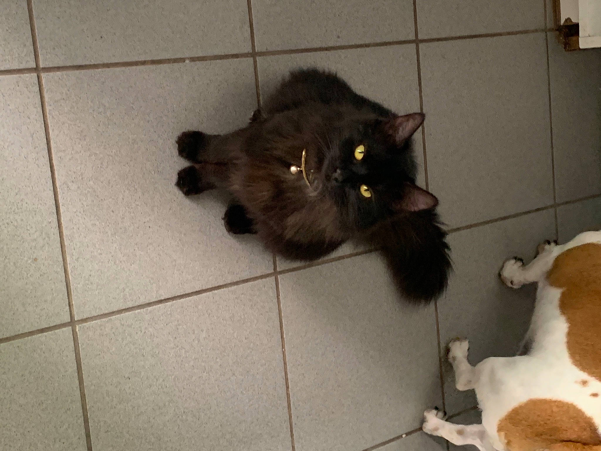 Chypie participe au concours pour gagner de l'argent avec cette photo : black_cat, brown, carnivore, cat, companion_dog, dog_breed, domestic_short_haired_cat, fawn, felidae, floor, flooring, fur, hardwood, paw, pet_supply, small_to_medium_sized_cats, snout, tail, tile_flooring, whiskers