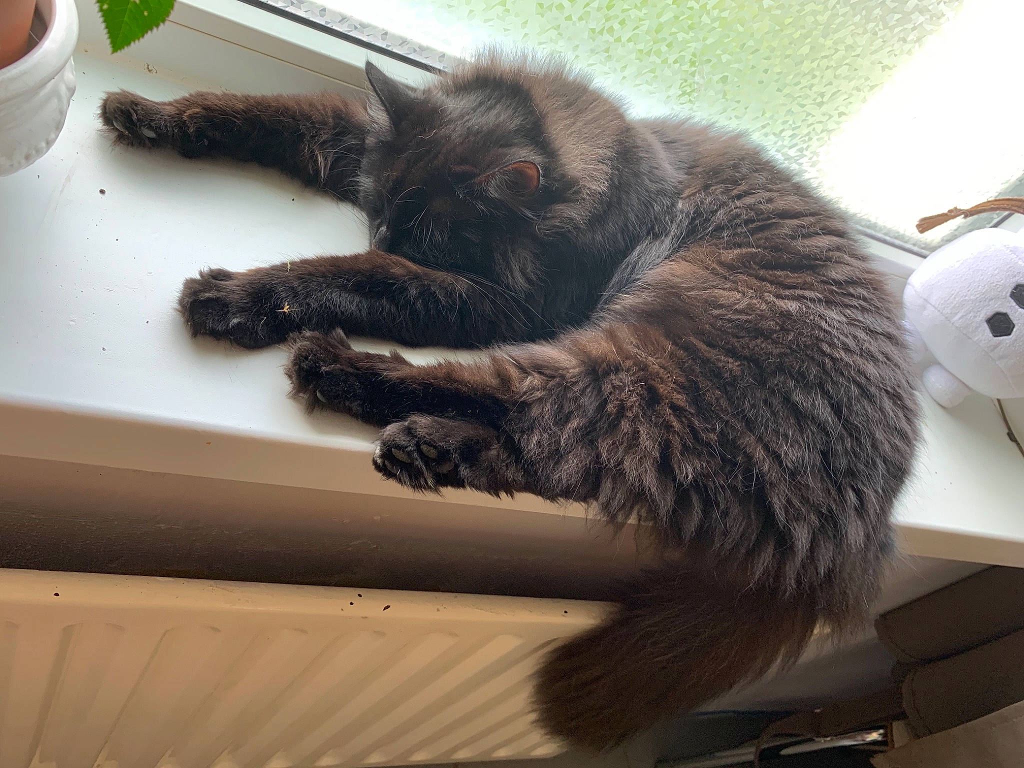 Chypie a rejoint le concours — aidez-le/la à gagner de superbes lots ! black_cat, carnivore, cat, claw, comfort, cup, domestic_short_haired_cat, felidae, flooring, fur, ingredient, metal, paw, serveware, small_to_medium_sized_cats, tail, terrestrial_animal, whiskers