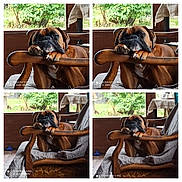 Tao participe au concours pour gagner de l'argent avec cette photo : dog, brown_dog, chair, wooden_chair, indoor, window, greenery, relaxed, paws, furniture, pet, canine, resting, collage, multiple_images, natural_light, home, comfort, sleepy, animal