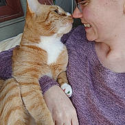 Pineapple is registered to the contest to win money with this photo: affection, arm, cat, close_up, comfort, cuddle, face, ginger_tabby, glasses, home, human_animal_bond, indoor, joy, love, nose_to_nose, person, pet, purple_sweater, smile, white_paws