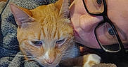 Pineapple is registered to the contest to win money with this photo: person, cat, orange_tabby, glasses, blanket, couch, indoor, close_up, snuggling, cozy, relaxed, pet, feline, warm, casual, human_face, animal, comfort, resting, eyewear