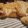 Pineapple is registered to the contest to win money with this photo: animal, cat, close_up, cozy, cute, domestic_cat, feline, fur, home, indoor, laying_down, orange_tabby, paws, pet, relaxed, resting, sleepy, soft_texture, striped_blanket, whiskers
