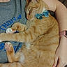 cat, ginger_cat, bow_tie, sleeping, pet, cute, cozy, human_arm, grey_shirt, indoor, resting, animal, tabby, paw, feline, comfort, relaxed, snuggling, soft_fur, napping