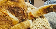 Pineapple is registered to the contest to win money with this photo: blanket, cat, closeup, comfort, cozy, domestic_animal, feline, fur, home, indoor, knitted_blanket, living_room, orange_cat, paw, pet, relaxation, resting, sleeping, table, whiskers