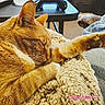 cat, orange_cat, sleeping, paw, blanket, knitted_blanket, feline, pet, cozy, indoor, resting, fur, whiskers, closeup, home, living_room, table, comfort, relaxation, domestic_animal