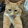 Pineapple is registered to the contest to win money with this photo: cat, ginger_cat, pet, feline, close_up, stretching, whiskers, fur, indoor, blanket, couch, soft_texture, relaxed, animal, mammal, home, person_partial, shirt, resting, cozy