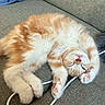 cat, kitten, orange_and_white, fluffy, sleeping, lying_down, upside_down, relaxed, cute, pet, animal, whiskers, paws, pink_nose, fur, sofa, couch, indoors, charging_cable, nap