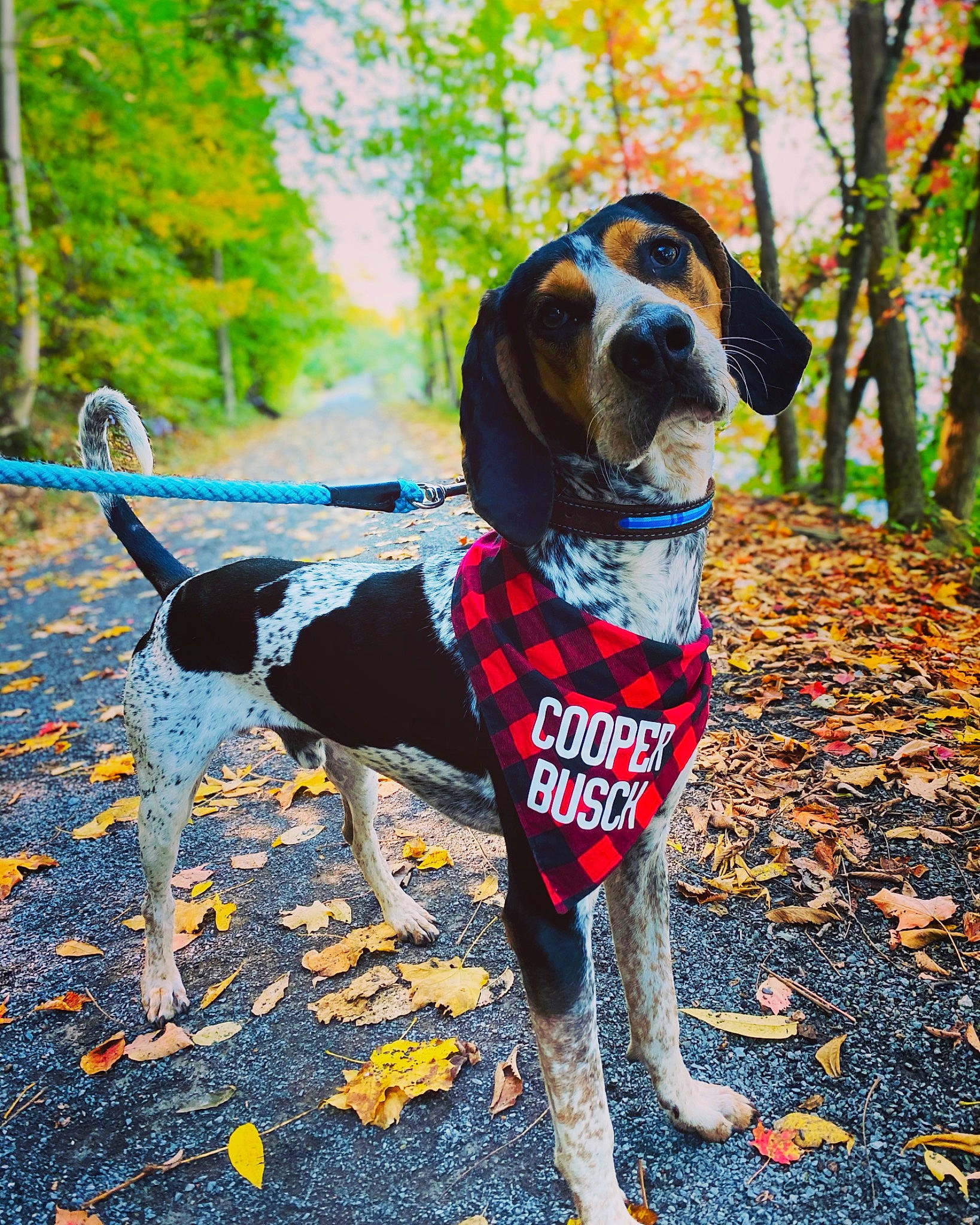 Cooper Busch is registered to the contest to win money with this photo: american_foxhound, autumn, beagle, bluetick_coonhound, canidae, carnivore, coonhound, dog, dog_breed, english_coonhound, finnish_hound, hound, hunting_dog, leaf, leash, mammal, rare_breed_dog, snout, tail, treeing_walker_coonhound