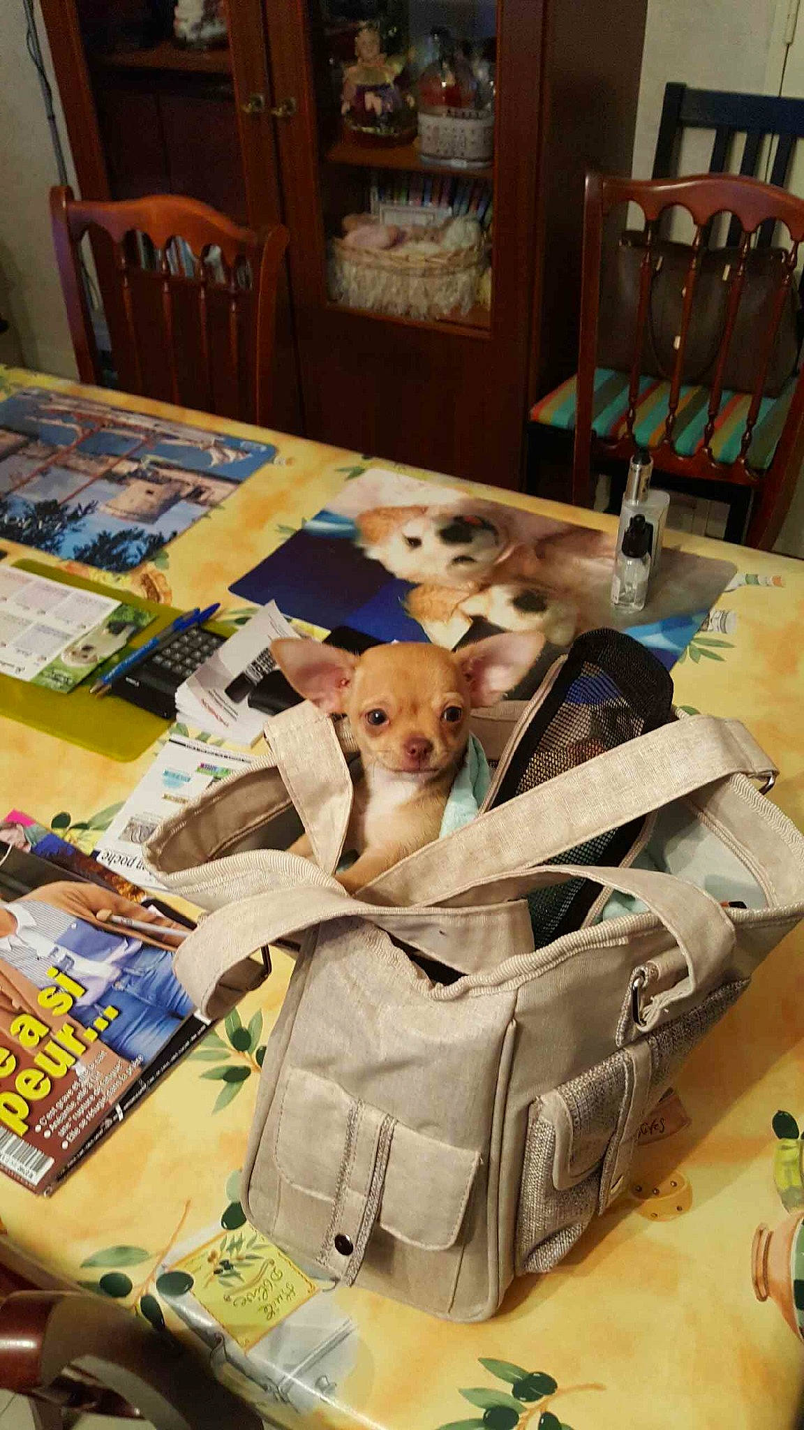 Nougat participe au concours pour gagner de l'argent avec cette photo : canidae, carnivore, companion_dog, dog, dog_breed, fawn, fox_terrier, greyhound, italian_greyhound, whippet