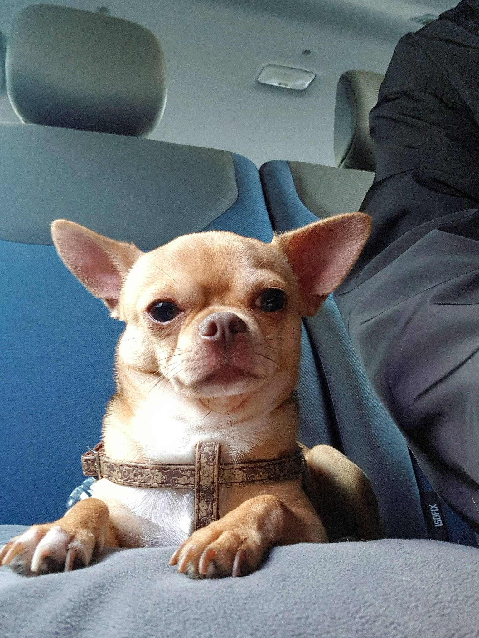 Nougat a rejoint le concours — aidez-le/la à gagner de superbes lots ! canidae, carnivore, chihuahua, companion_dog, dog, dog_breed, ear, fawn, french_bulldog, mammal, non_sporting_group, puppy, puppy_love, skin, snout, sporting_group, toy_dog, vertebrate, whiskers