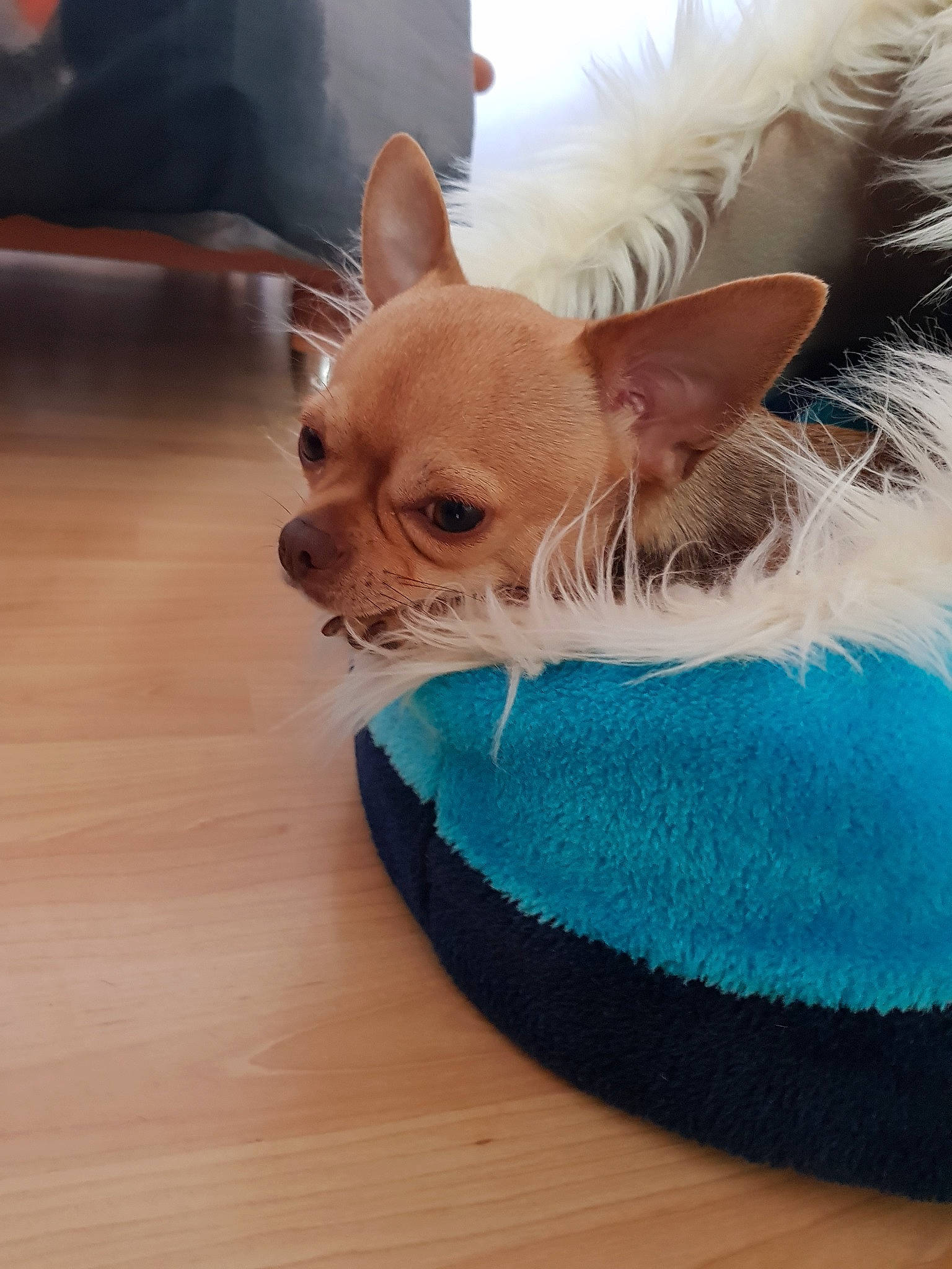 Nougat participe au concours pour gagner de l'argent avec cette photo : canidae, carnivore, chihuahua, companion_dog, dog, dog_breed, dog_clothes, ear, fawn, fur, mammal, puppy, russkiy_toy, snout, toy_dog, vertebrate, whiskers