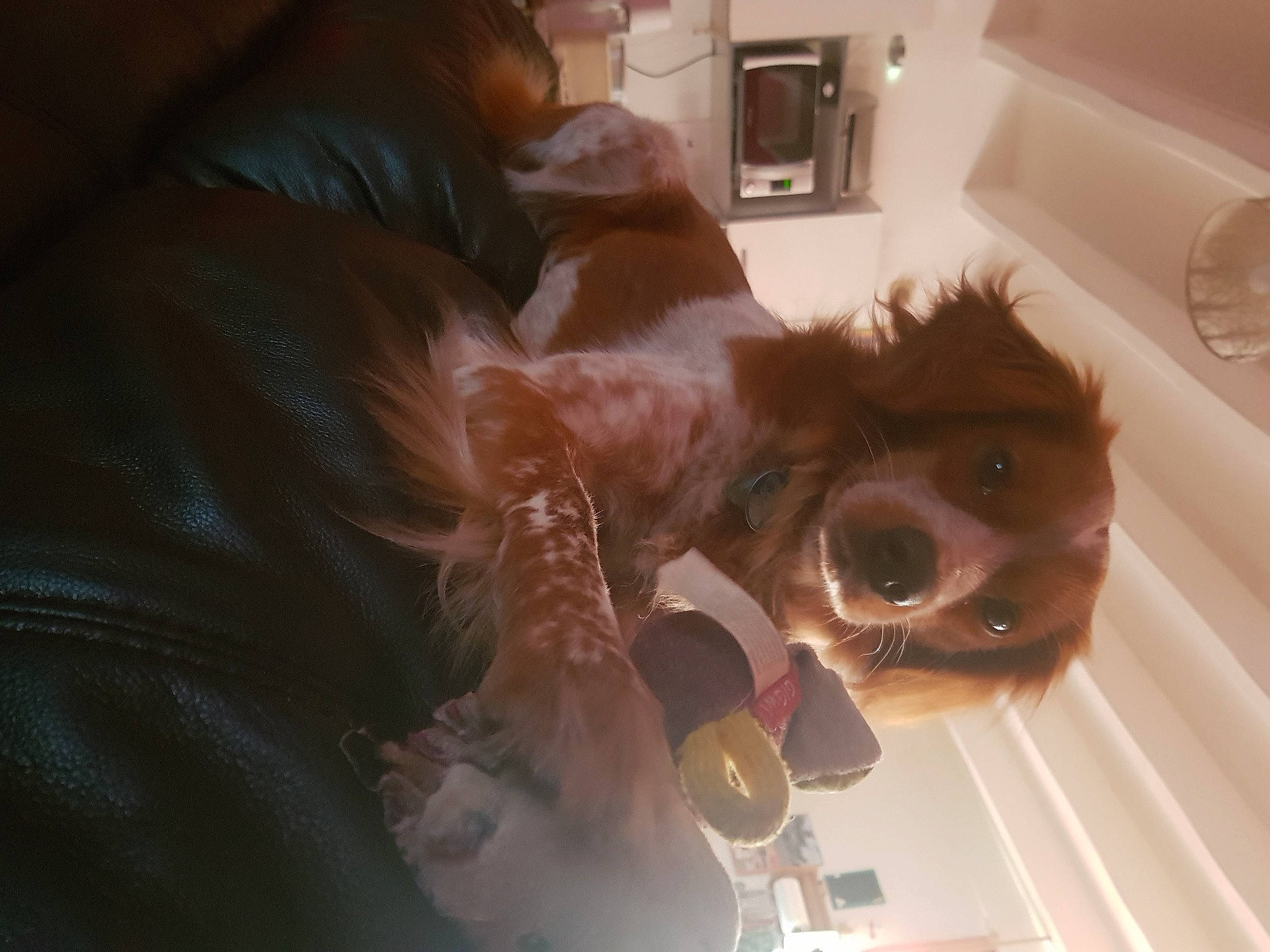 Pégaze participe au concours pour gagner de l'argent avec cette photo : bathing, carnivore, comfort, companion_dog, dog, dog_breed, eyewear, fawn, felidae, home_appliance, jaw, kitchen_appliance, liver, selfie, small_to_medium_sized_cats, snout, sporting_group, sunglasses, toy_dog, whiskers