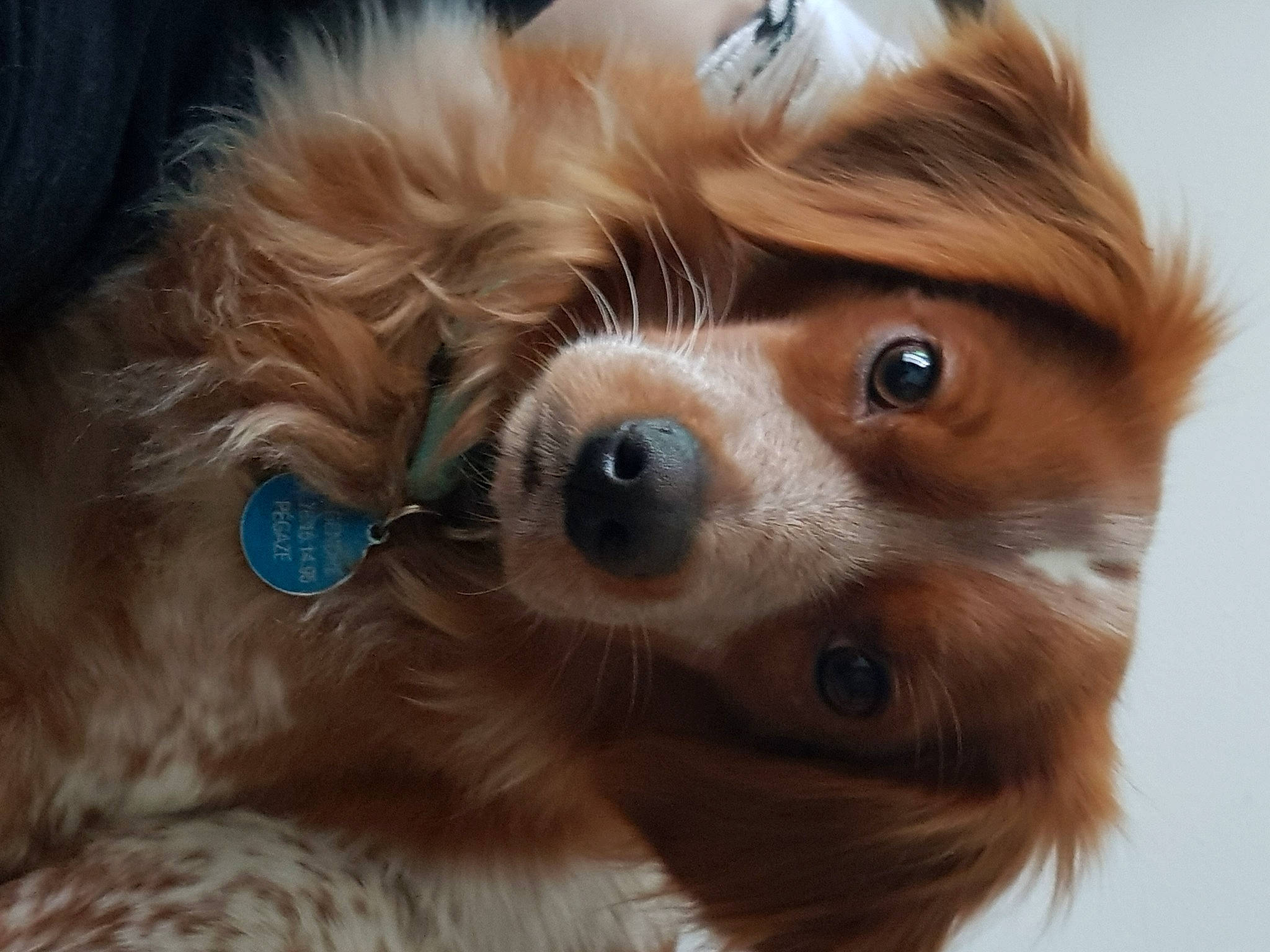 Pégaze participe au concours pour gagner de l'argent avec cette photo : brown_hair, canidae, carnivore, close_up, companion_dog, dog, dog_breed, dog_collar, ear, eyewear, fawn, fur, liver, snout, sporting_group, sunglasses, toy, toy_dog, whiskers, working_animal