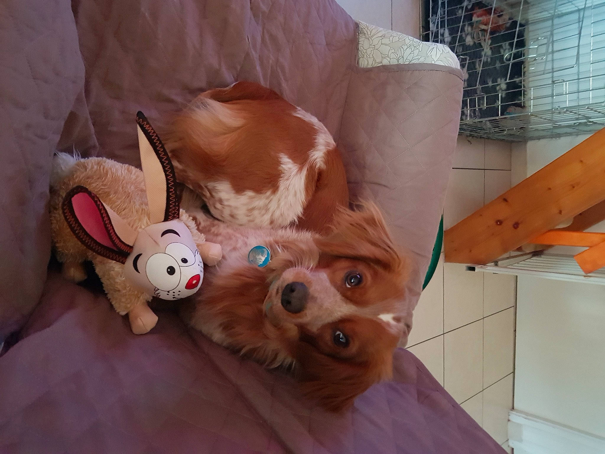 Pégaze participe au concours pour gagner de l'argent avec cette photo : canidae, carnivore, comfort, companion_dog, dog_breed, ear, fawn, felidae, fur, happy, plush, room, snout, sporting_group, stuffed_toy, sunglasses, toy, whiskers, wood, working_animal