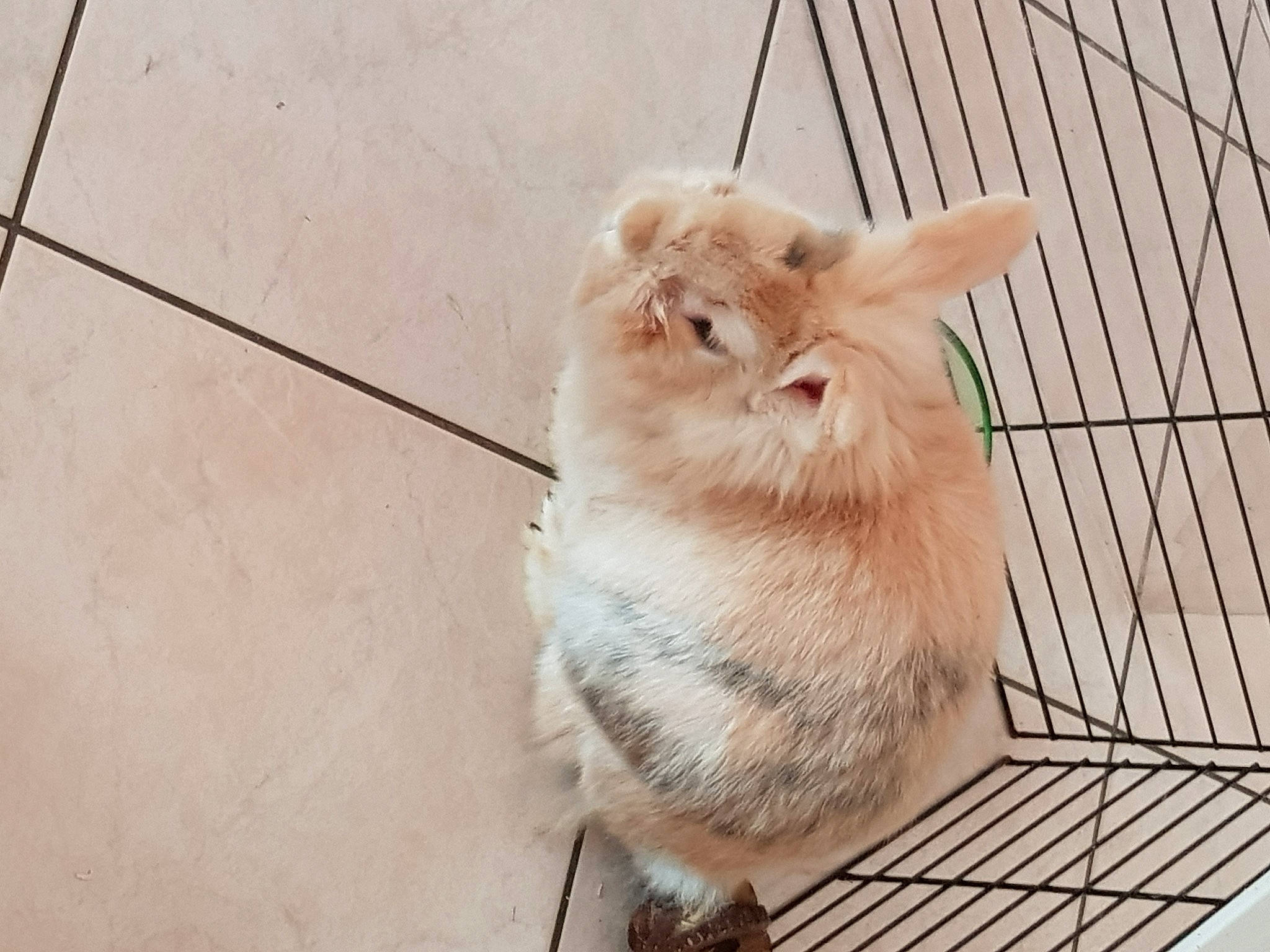 Teddy a rejoint le concours — aidez-le/la à gagner de superbes lots ! canidae, carnivore, cat, companion_dog, ear, fawn, felidae, fur, pomeranian, rabbit, rabbits_and_hares, skin, snout, tail, whiskers