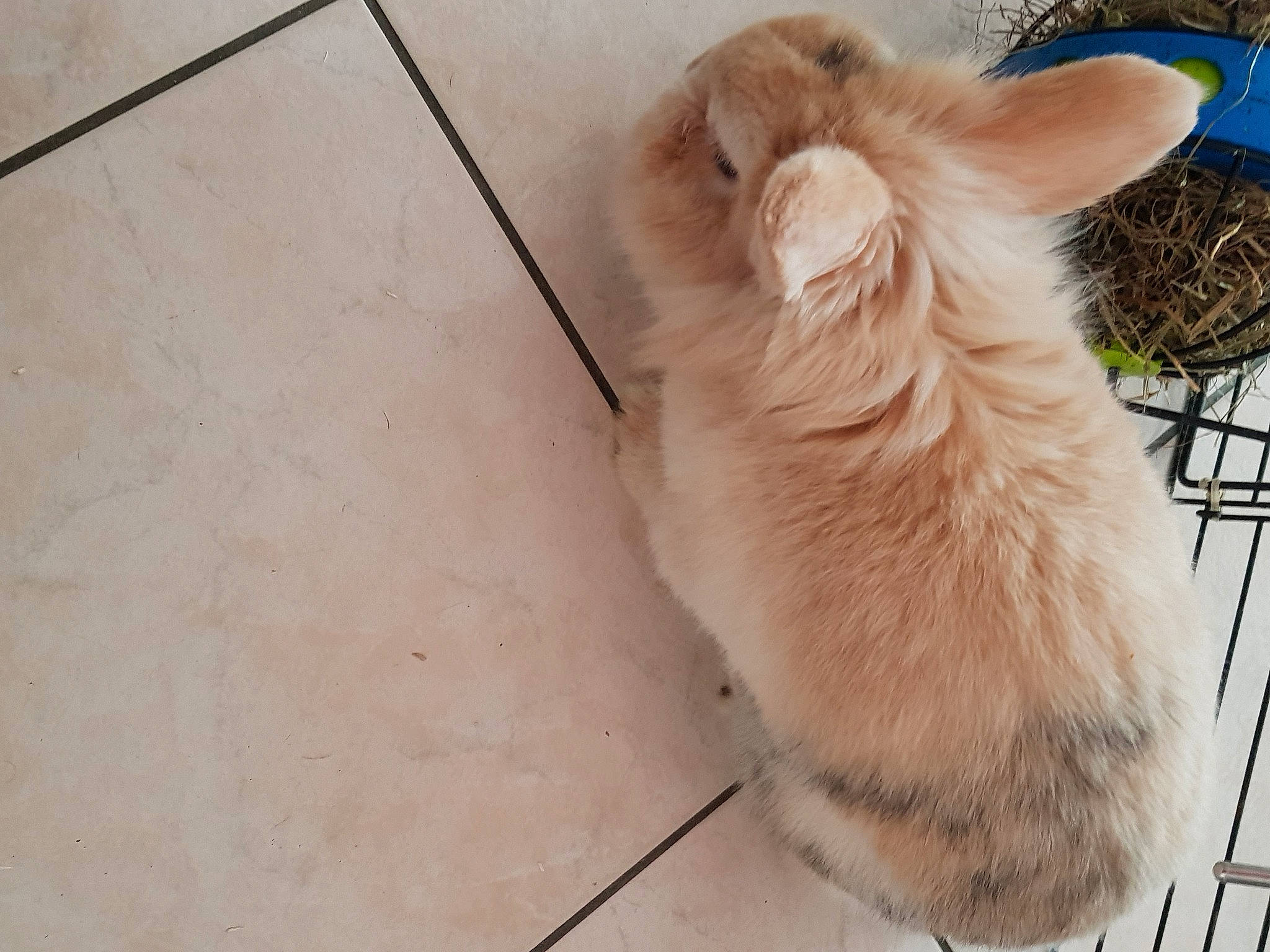 Teddy participe au concours pour gagner de l'argent avec cette photo : angora_rabbit, canidae, carnivore, cat, dog_breed, domestic_rabbit, ear, fawn, felidae, fur, nose, rabbit, rabbits_and_hares, skin, snout, tail, whiskers