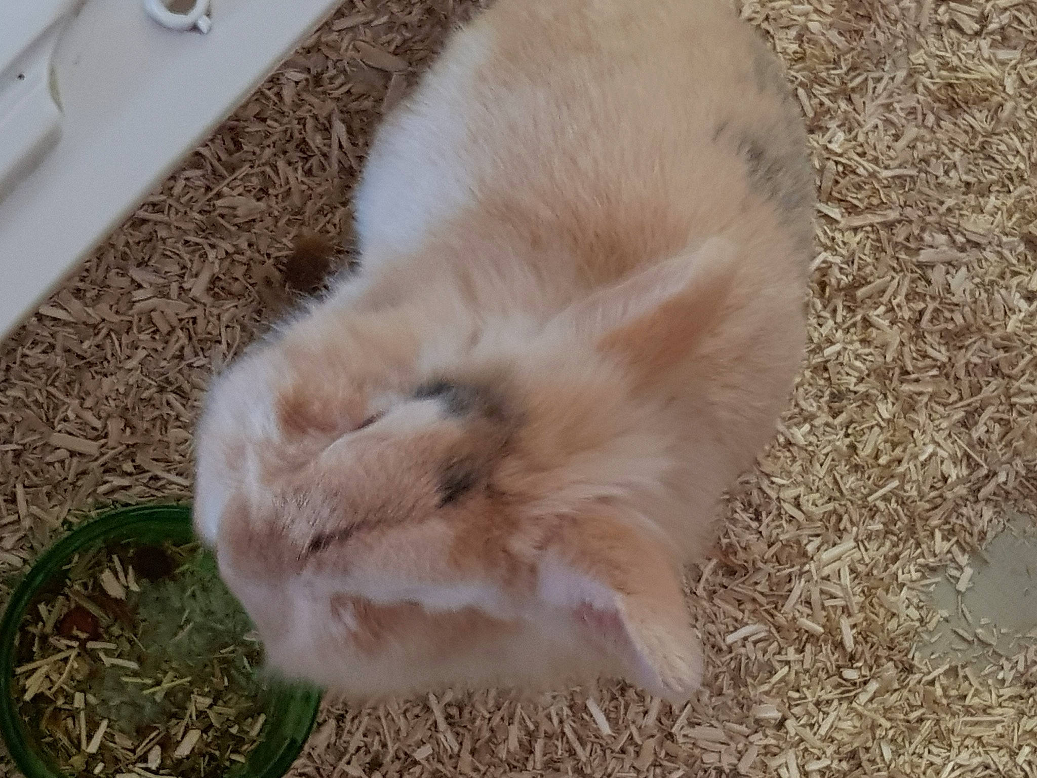 Teddy participe au concours pour gagner de l'argent avec cette photo : canidae, carnivore, cat, fawn, felidae, fur, ragdoll, small_to_medium_sized_cats, tail, whiskers