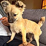 puppy, dog, animal, pet, indoor, couch, person, knee, fur, small, cute, brown, light, cozy, curious, standing, home, companion, young, friendly