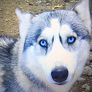 Baloo a rejoint le concours — aidez-le/la à gagner de superbes lots ! alaskan_klee_kai, alaskan_malamute, canadian_eskimo_dog, carnivoran, dog, dog_breed, dog_breed_group, dog_like_mammal, east_siberian_laika, miniature_siberian_husky, native_american_indian_dog, northern_inuit_dog, saarloos_wolfdog, sakhalin_husky, seppala_siberian_sleddog, siberian_husky, sled_dog, snout, tamaskan_dog, wolfdog