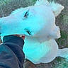 Prince Florian is registered to the contest to win money with this photo: dog, white_dog, pet, animal, outdoor, grass, dirt, person, hand, fur, blue_eyes, legs, shoes, casual_clothing, nature, daylight, companion, loyalty, cute, friendly