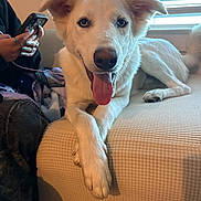 Prince Florian is registered to the contest to win money with this photo: dog, white_dog, tongue_out, ears, couch, indoor, person, phone, nails, rings, blanket, window, window_blinds, relaxed, pet, animal, fur, paw, sitting, cozy