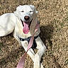 dog, white_dog, happy, tongue_out, lying_down, dry_grass, harness, leash, sunny_day, outdoor, pet, canine, crossed_paws, smiling, animal, nature, relaxed, playful, companion, friendly