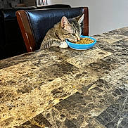 Toby joined the competition — help win amazing prizes! black, blue_bowl, brown, cat, cat_food, chair, cozy, curious, domestic_animal, eating, furniture, household, indoor, kibble, lamp, marble_table, pet, tabby_cat, table, white_paws
