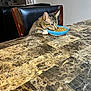black, blue_bowl, brown, cat, cat_food, chair, cozy, curious, domestic_animal, eating, furniture, household, indoor, kibble, lamp, marble_table, pet, tabby_cat, table, white_paws
