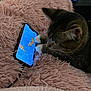 animal, blanket, cat, cozy, curious, cute, device, feline, fluffy, fur, grooming_brush, indoor, paw, pet, pink, relaxation, resting, smartphone, tabby, technology