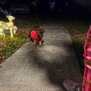 Maddie is registered to the contest to win money with this photo: dog, small_dog, red_sweater, pet, sidewalk, night, holiday_lights, lawn_decoration, illuminated_reindeer, grass, fallen_leaves, shoe, pajama_pants, shadow, parked_cars, driveway, leash, front_yard, festive, concrete_path