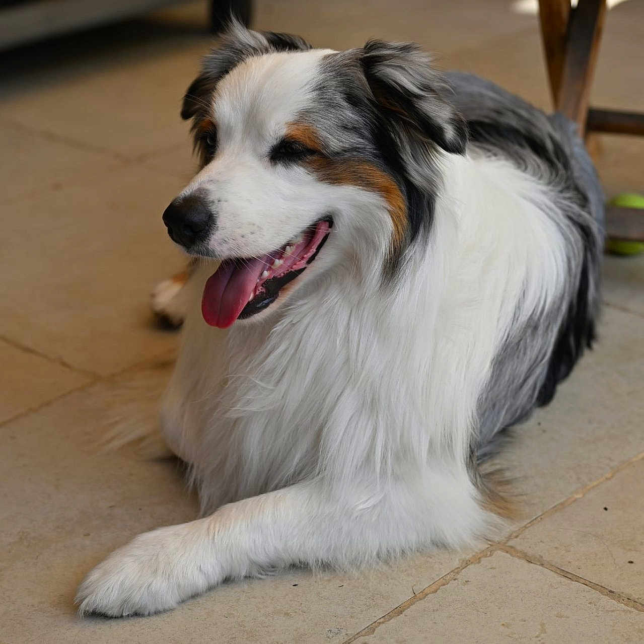 Tsuky a rejoint le concours — aidez-le/la à gagner de superbes lots ! animal, australian_shepherd, black_fur, brown_fur, canine, closeup, companion, dog, domestic_animal, floor, fur, happy, indoor, long_hair, panting, pet, resting, tile_floor, tongue_out, white_fur