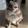 Kygo joined the competition — help win amazing prizes! dog, fluffy_dog, small_dog, pet, animal, sitting, portrait, indoors, sunlight, wooden_floor, long_hair, brown_and_white, collar, looking_at_camera, shaggy_coat, home, shadow, floor, photograph, smartphone_screenshot