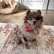 Kygo joined the competition — help win amazing prizes! puppy, dog, fluffy, small_dog, brown_fur, red_ribbon, collar, sitting, indoors, rug, pet_bed, wooden_floor, white_doors, home, portrait, cute, adorable, direct_gaze, natural_light, domestic_animal