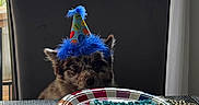 Kygo is registered to the contest to win money with this photo: dog, puppy, party_hat, birthday, cake, bone_shaped_cake, table, plate, chair, window, indoors, portrait, fluffy, brown_fur, blue, celebration, food, home, daylight, cute