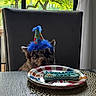dog, puppy, party_hat, birthday, cake, bone_shaped_cake, table, plate, chair, window, indoors, portrait, fluffy, brown_fur, blue, celebration, food, home, daylight, cute