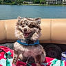 Kygo is registered to the contest to win money with this photo: dog, puppy, small_dog, fluffy, brown_fur, happy, smiling, open_mouth, tongue, pointed_ears, harness, boat, boat_seat, lake, water, outdoors, sunny, trees, buildings, towel
