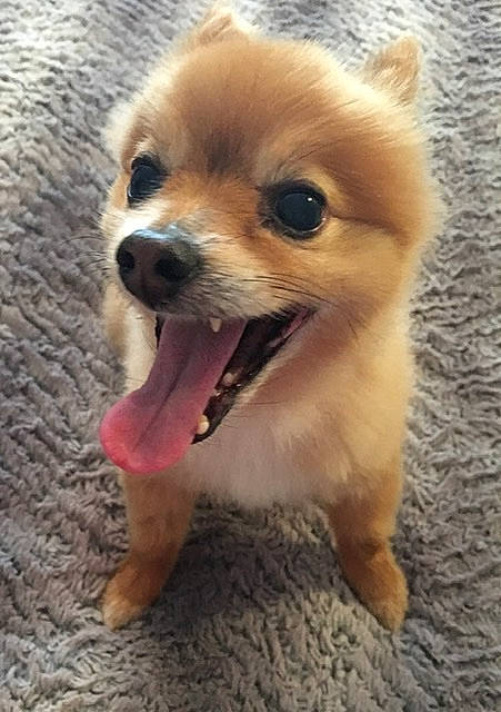 Emmitt joined the competition — help win amazing prizes! ancient_dog_breeds, canidae, carnivore, companion_dog, dog, dog_breed, fawn, german_spitz, german_spitz_klein, german_spitz_mittel, mammal, non_sporting_group, pomeranian, puppy, rare_breed_dog, snout, spitz, toy_dog, vertebrate, volpino_italiano
