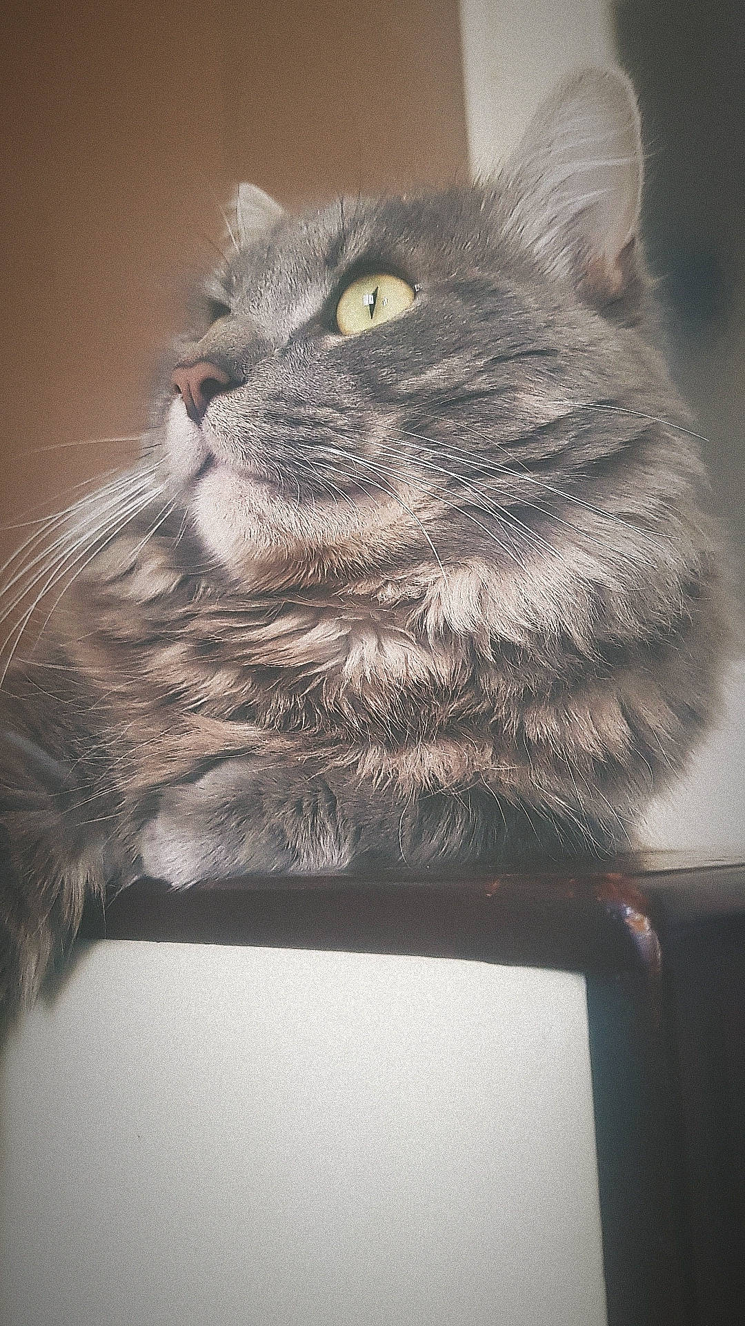 Jules a rejoint le concours — aidez-le/la à gagner de superbes lots ! black_cat, box, carnivore, cat, darkness, domestic_short_haired_cat, felidae, fur, grey, monochrome, monochrome_photography, paw, sitting, small_to_medium_sized_cats, snout, tail, terrestrial_animal, whiskers, wildlife, window