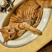 Ollie joined the competition — help win amazing prizes! abyssinian, animal, basin, bronze, cat, hardwood, kitten, machine, manx, person, pet, sink, sinkfaucet, tap, wheel, wood