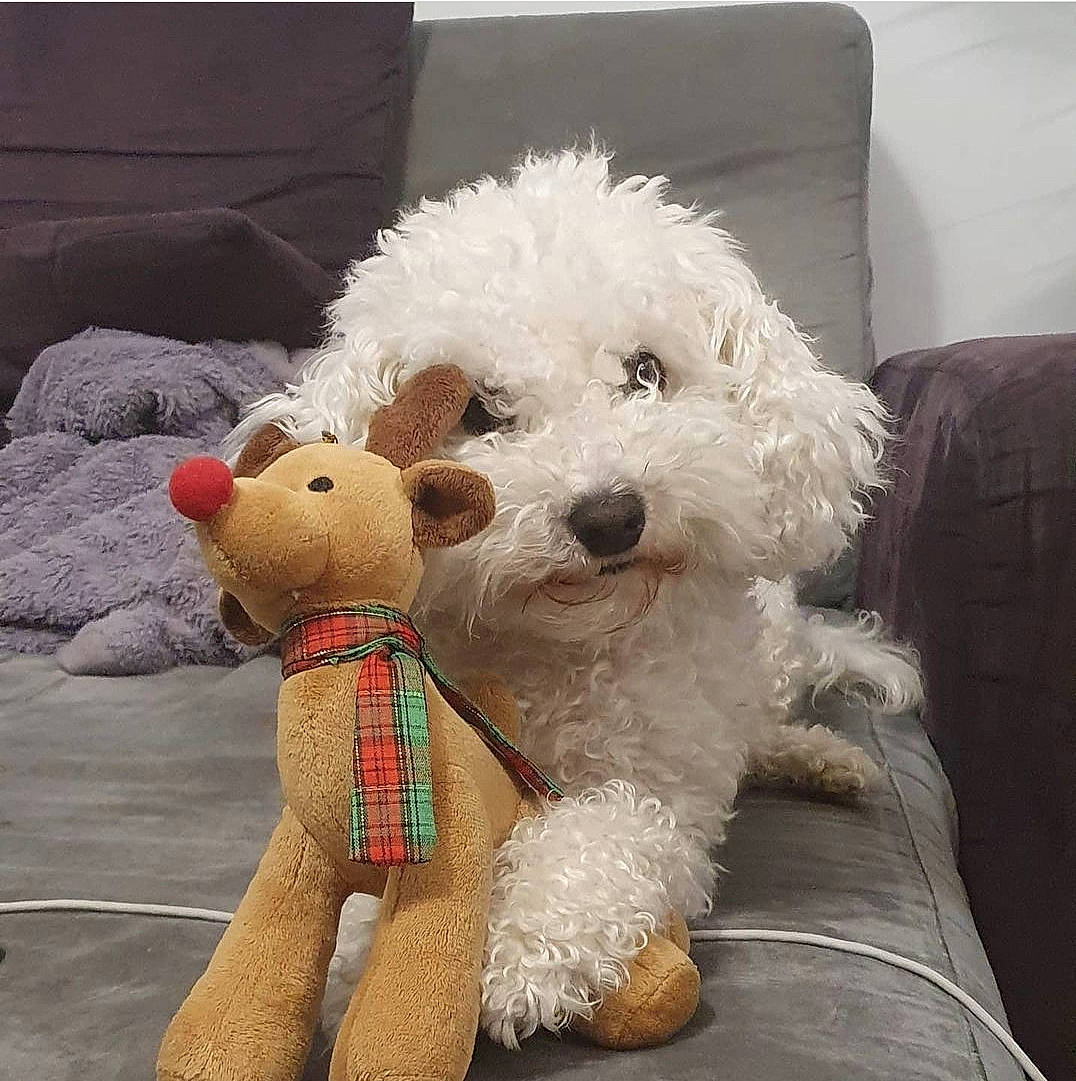 Nyx a rejoint le concours — aidez-le/la à gagner de superbes lots ! canidae, carnivore, comfort, companion_dog, couch, dog, dog_breed, dog_collar, fashion_accessory, fawn, fur, plush, poodle, small_terrier, snout, sporting_group, stuffed_toy, sunglasses, toy, toy_dog