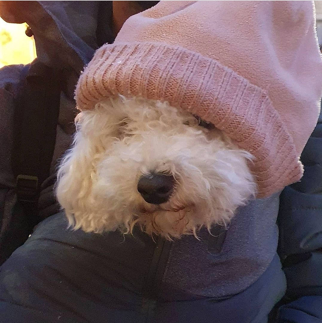 Nyx participe au concours pour gagner de l'argent avec cette photo : carnivore, collar, comfort, companion_dog, dog, dog_breed, dog_supply, fashion_accessory, fur, maltepoo, natural_material, non_sporting_group, sitting, sleeve, snout, sporting_group, toy_dog, water_dog, working_animal