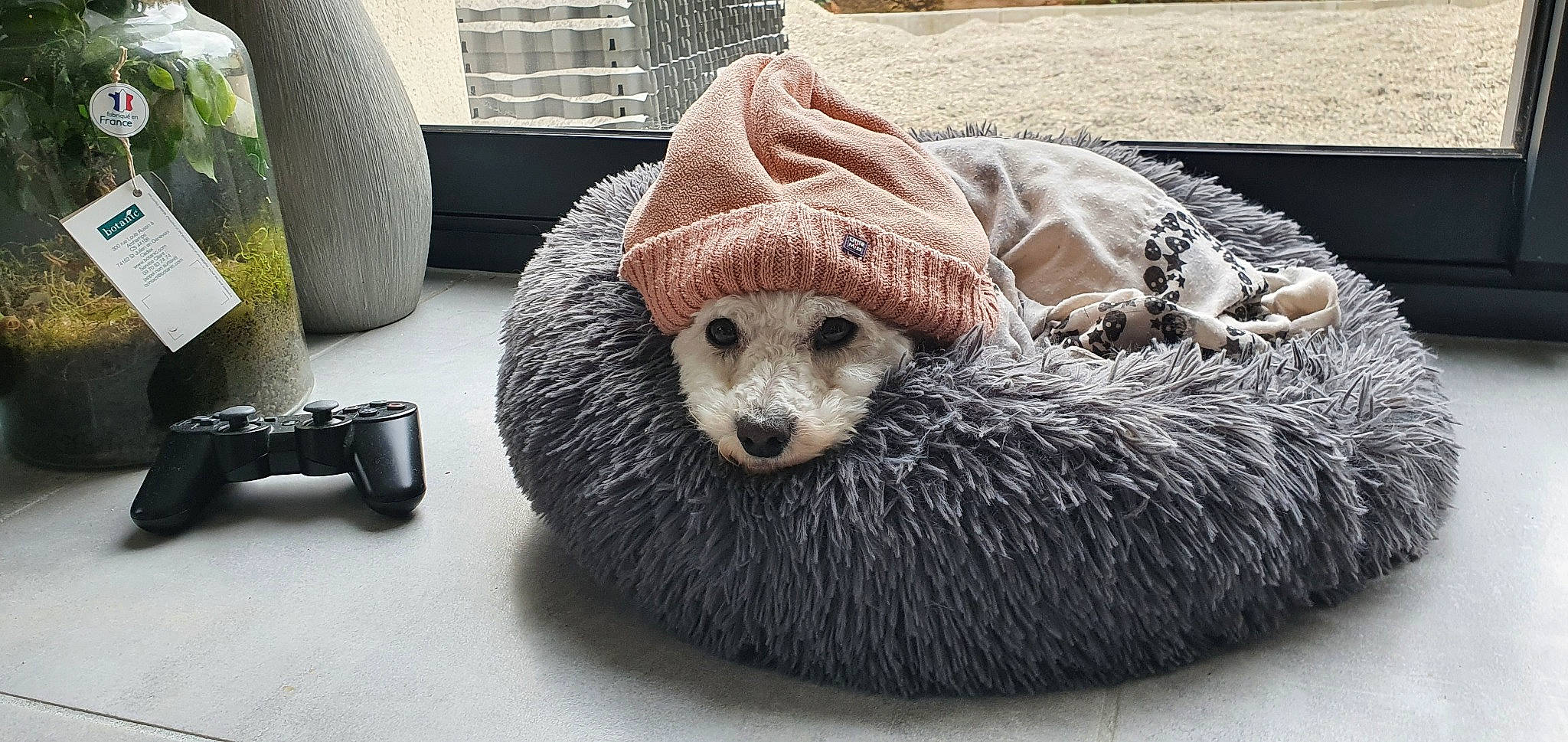 Nyx a rejoint le concours — aidez-le/la à gagner de superbes lots ! automotive_tire, automotive_wheel_system, bear, carnivore, claw, comfort, fawn, freezing, fur, marine_mammal, mustelidae, otter, pattern, snout, terrestrial_animal, tire, whiskers, wildlife, winter, zoo