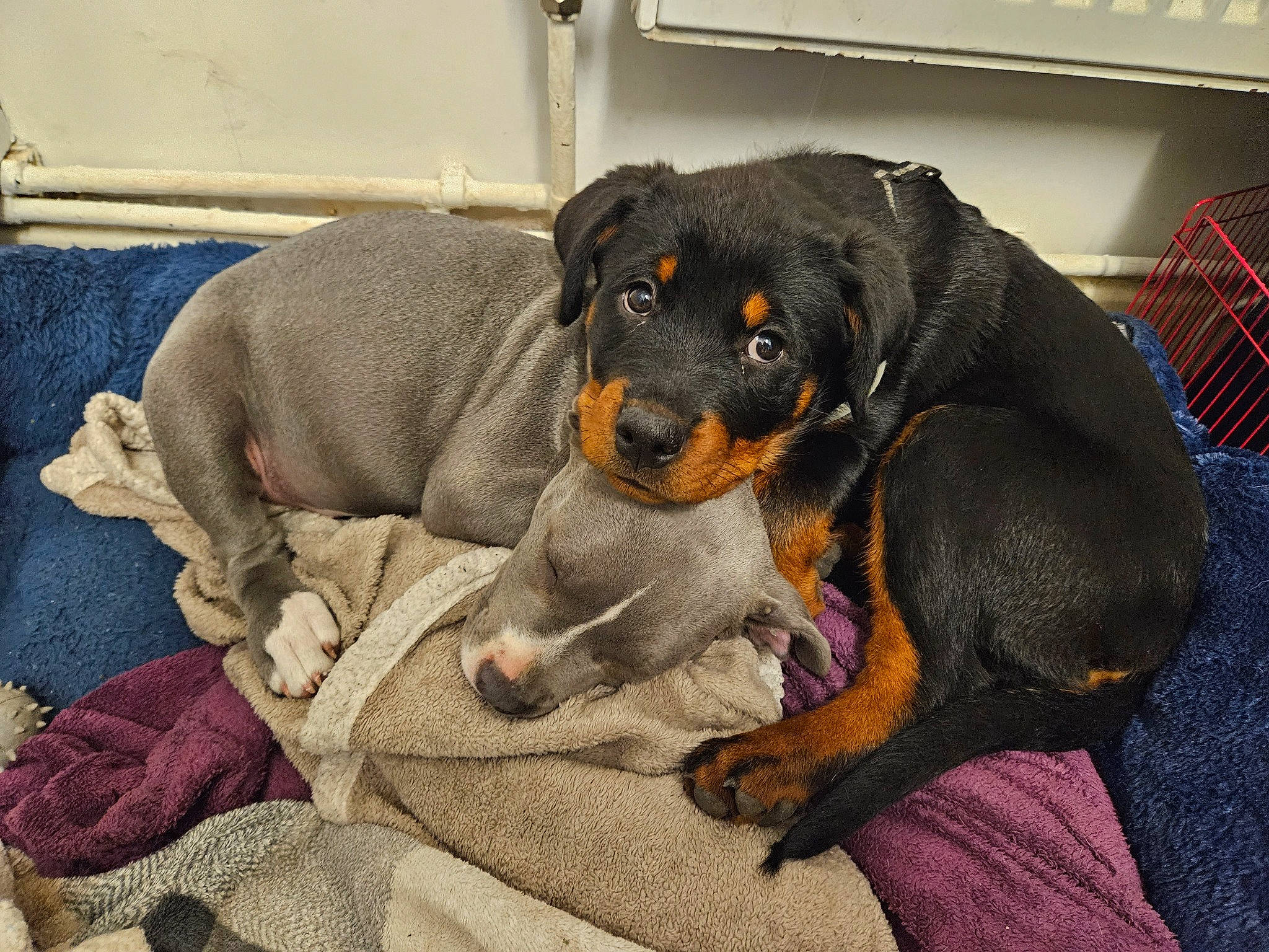 Nala joined the competition — help win amazing prizes! beaglier, canidae, carnivore, comfort, companion_dog, dog, dog_breed, dog_supply, guard_dog, hound, hunting_dog, paw, puppy, sharing, snout, sporting_group, tail, toy_dog, working_animal, working_dog