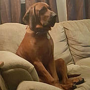 Maverick is registered to the contest to win money with this photo: animal, brown_dog, canine, collar, comfort, couch, curtains, dog, domestic_animal, furniture, home, indoor, living_room, mammal, medium_sized_dog, pet, relaxed, resting, seated, side_view