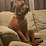 animal, brown_dog, canine, collar, comfort, couch, curtains, dog, domestic_animal, furniture, home, indoor, living_room, mammal, medium_sized_dog, pet, relaxed, resting, seated, side_view